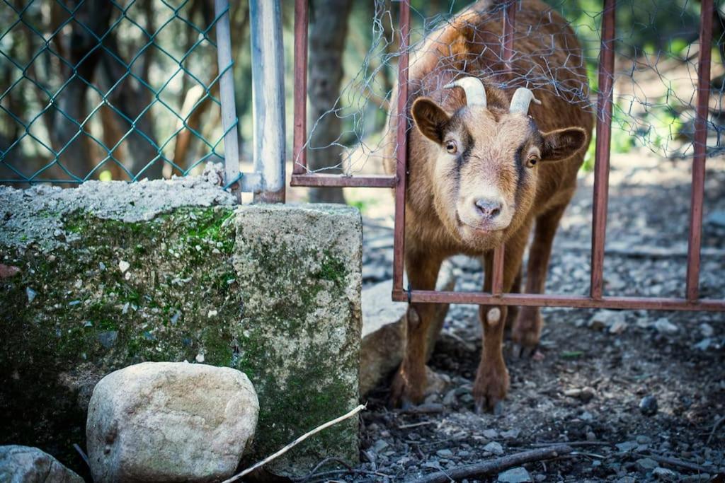 Cottage Eco-Friendly Barcelona Country Side لا غارّيغا المظهر الخارجي الصورة